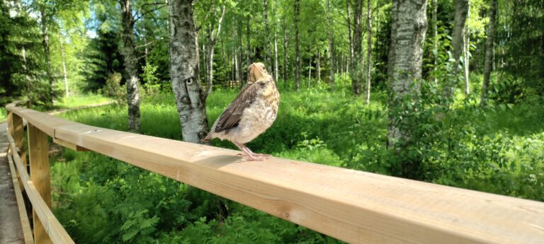 Lintu Brahean polulla