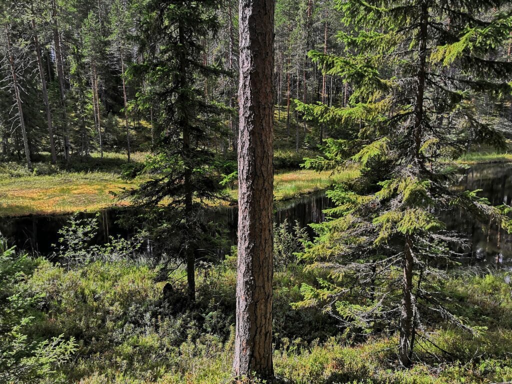 Ritojärven suomaisemia