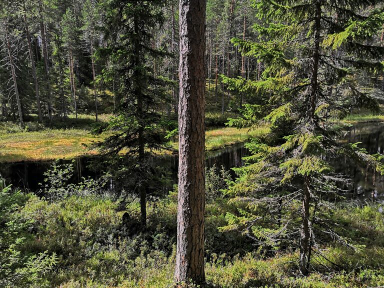 Ritojärven suomaisemia