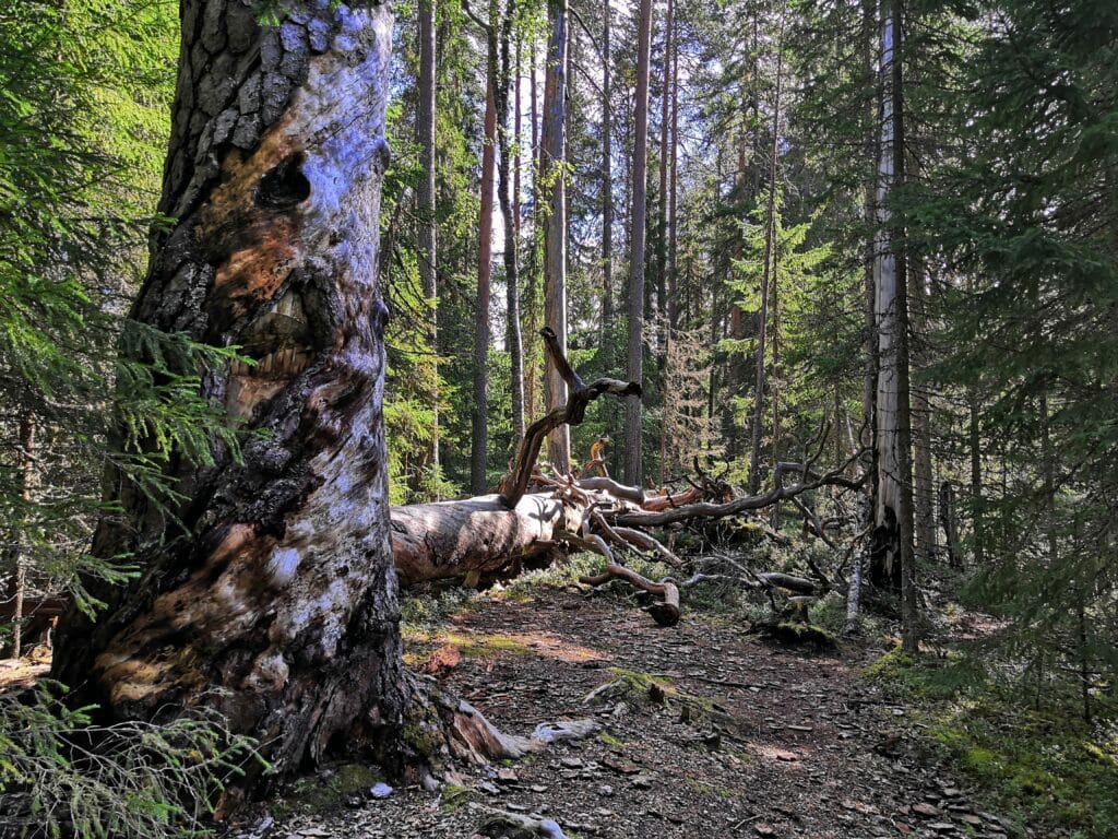 Vanhoja puita Ritojärvellä
