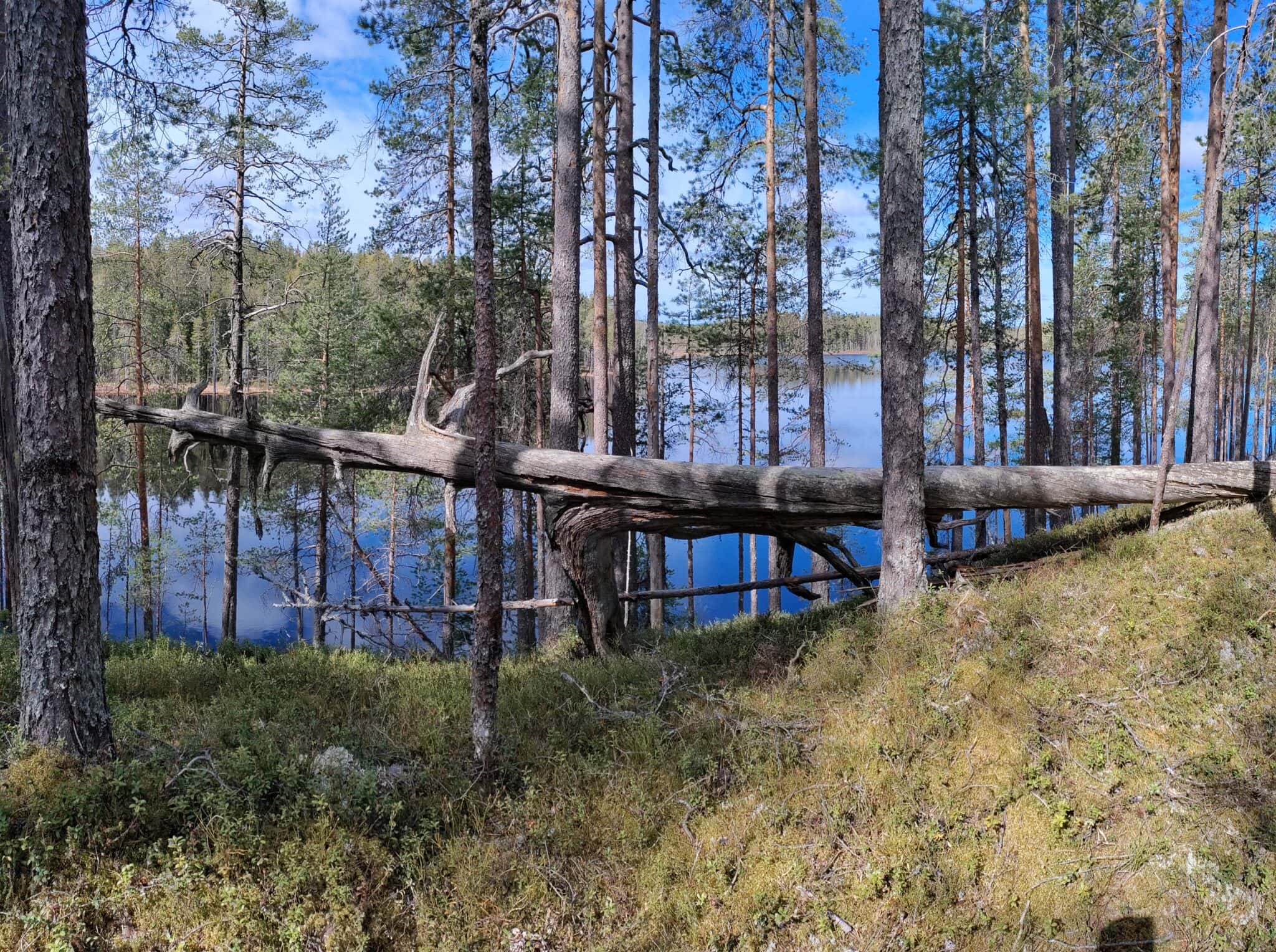n-e-koe-tekemist-ymp-ri-vuoden-koli-lieksa