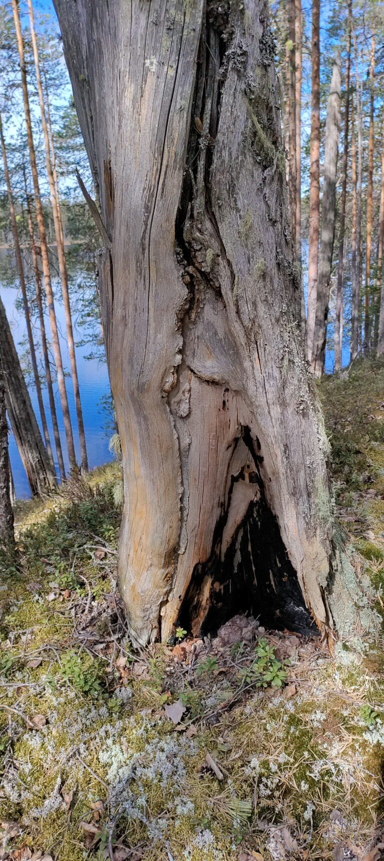 kelo ukonsärkkä-jäkäläkangas luonnonsuojelu alue lieksa