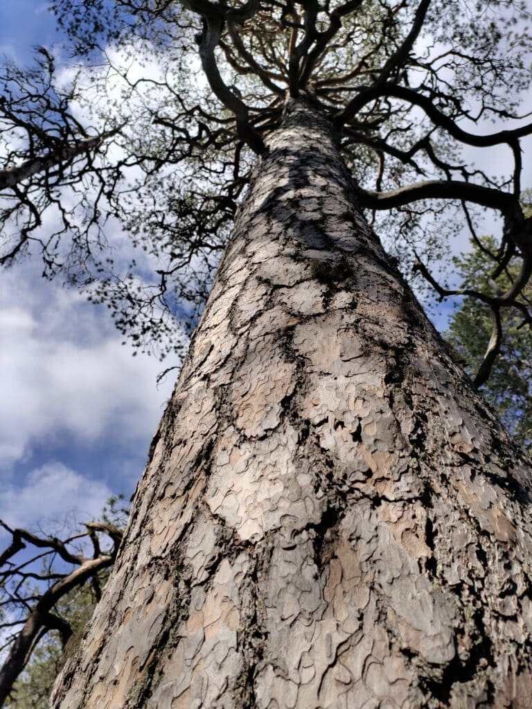 vanhaa metsää ukonsärkkä-jäkäläkangas luonnonsuojelu alue lieksa