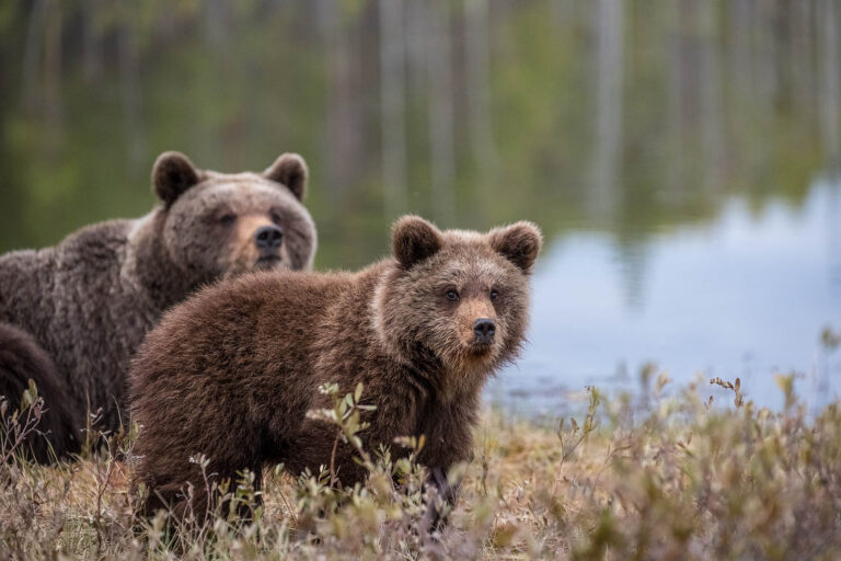 erämaa villi luonto karhu susi ahma patvinsuon kansallispuisto lieksa