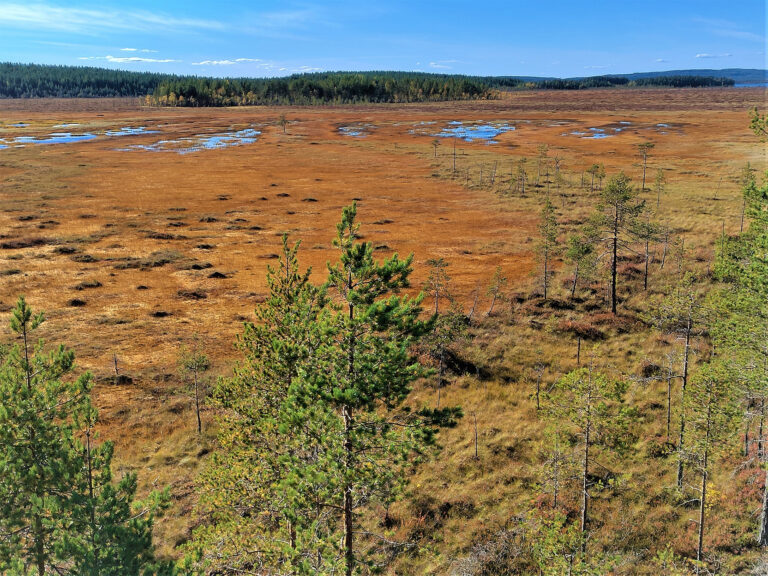reposuo luonnonsuojelualue lieksa