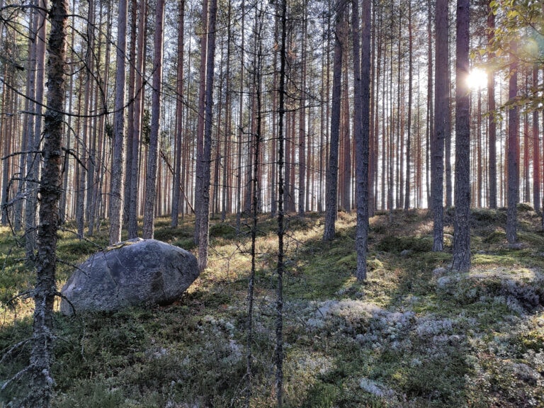 reposuo mäntymetsä retkeily vaellus lieksa koli