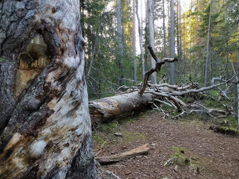 kelopuita Lieksa pieni ritojärvi ukonsärkkä retkeily