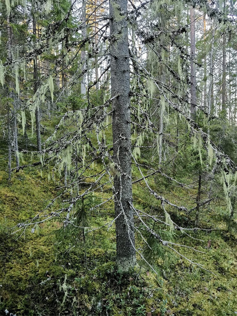 Naavakuusi pieni ritojärvi lieksa retkeily koko perhe