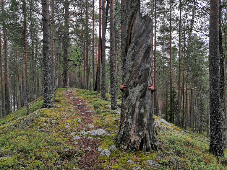 Ritojärven retkeilyalue Lieksassa