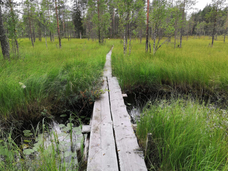Ritojärvi pitkospuut retkeilyalue lieksa