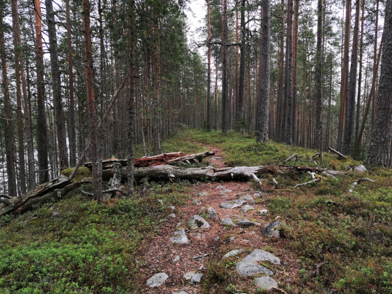 Ritojärvi polut reitit Lieksa