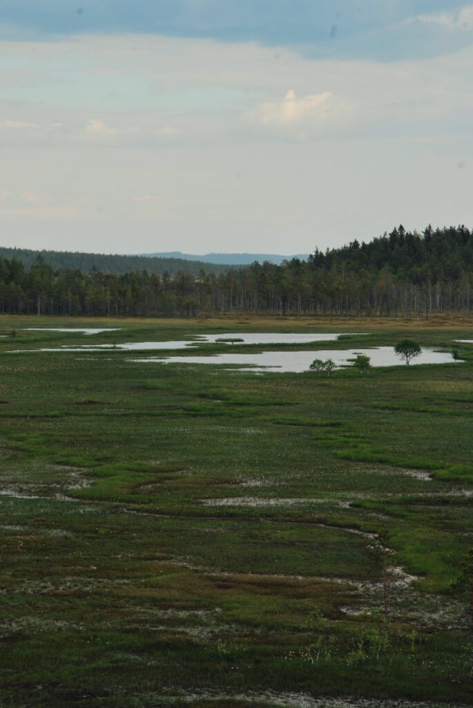 Suomaisema Patvinsuolla