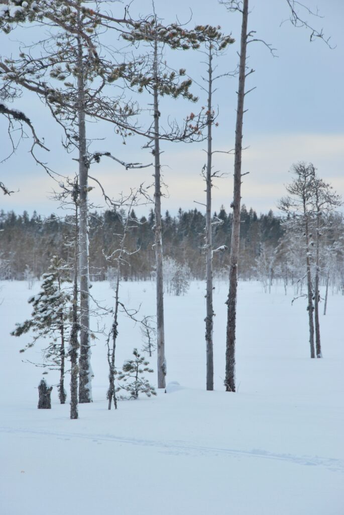 Suomaisema talvella