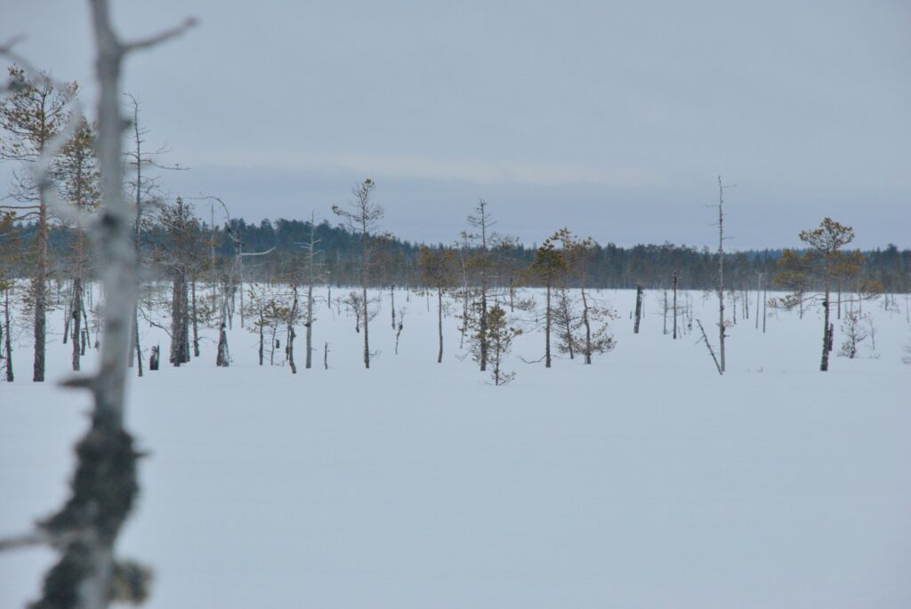 Suomaisema talvella