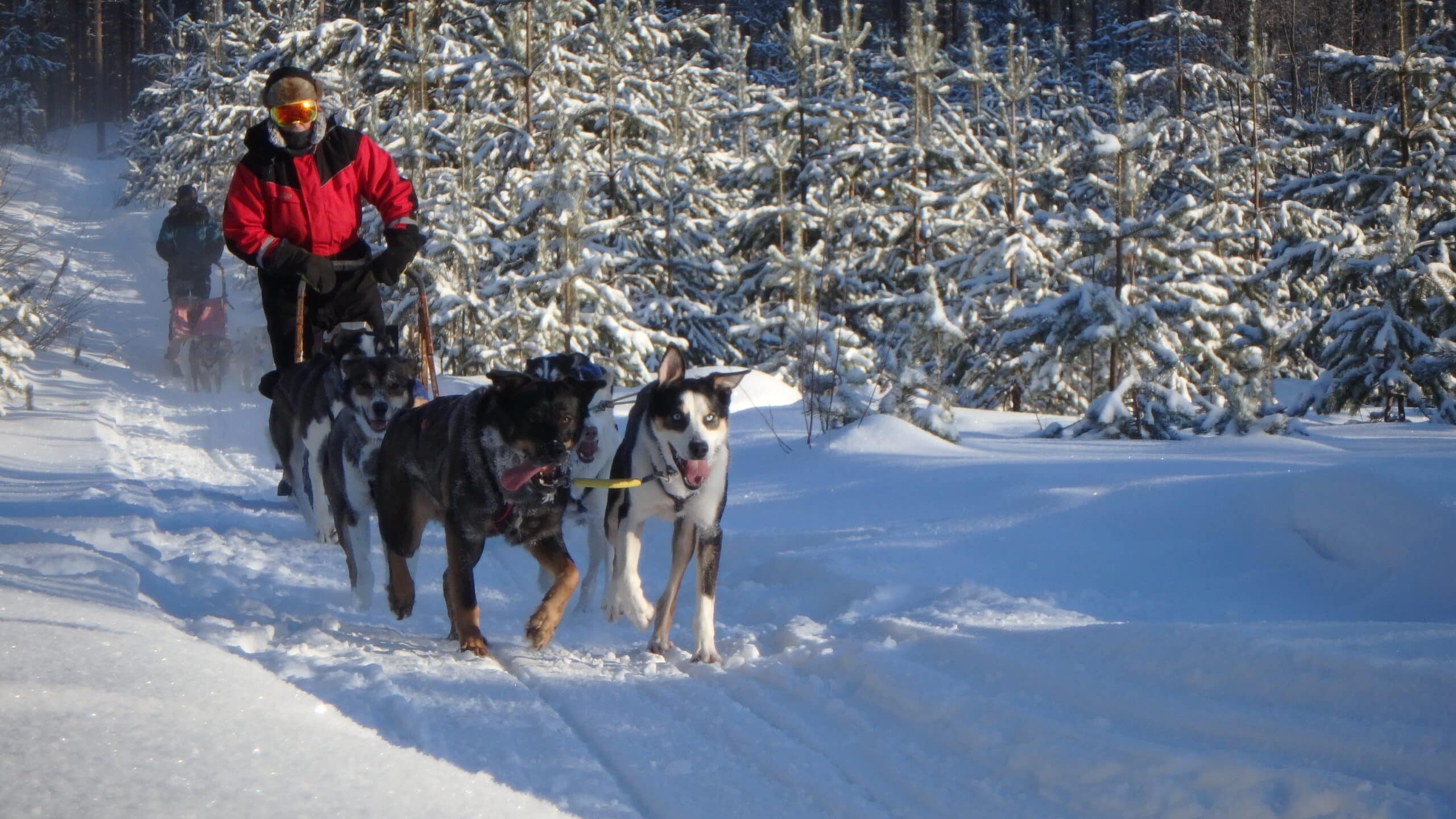 husky safari north karelia