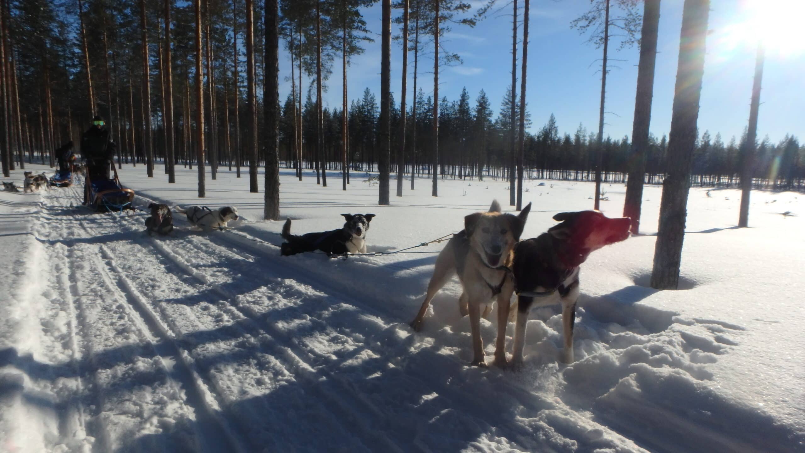 husky safari koli