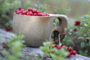 Revealing North Karelia's Natural Treasures And Forest Gems