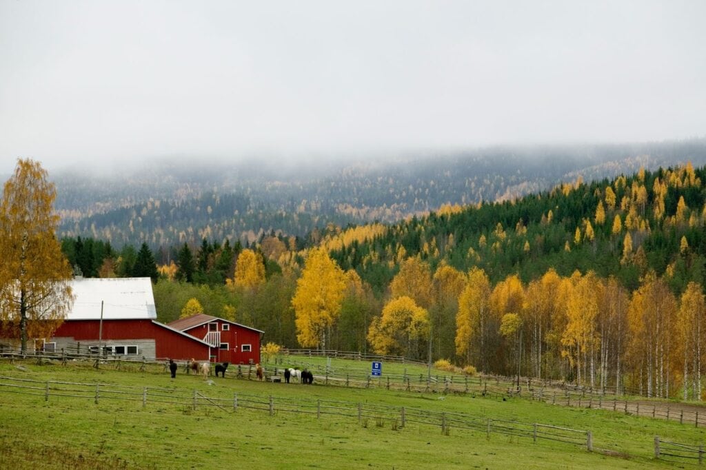 Koli