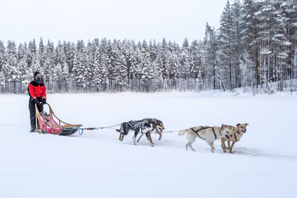 husky safari Lieksa