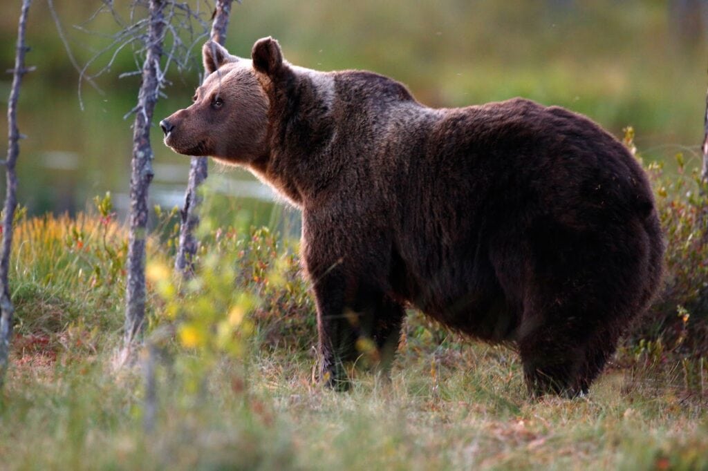 bear in the nature Koli