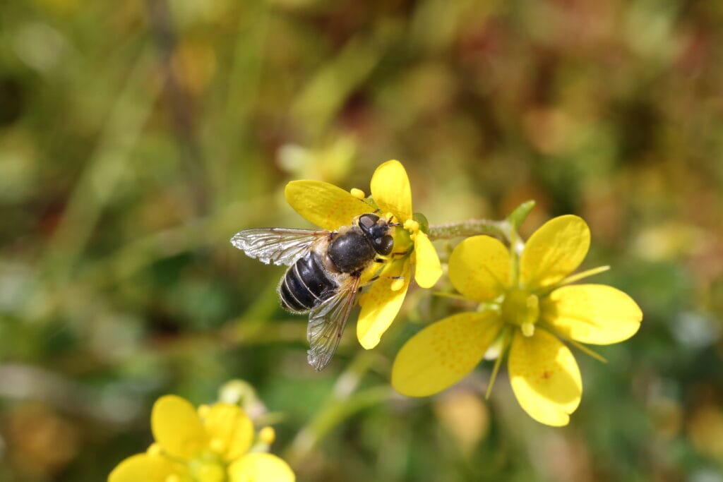 bee and flower