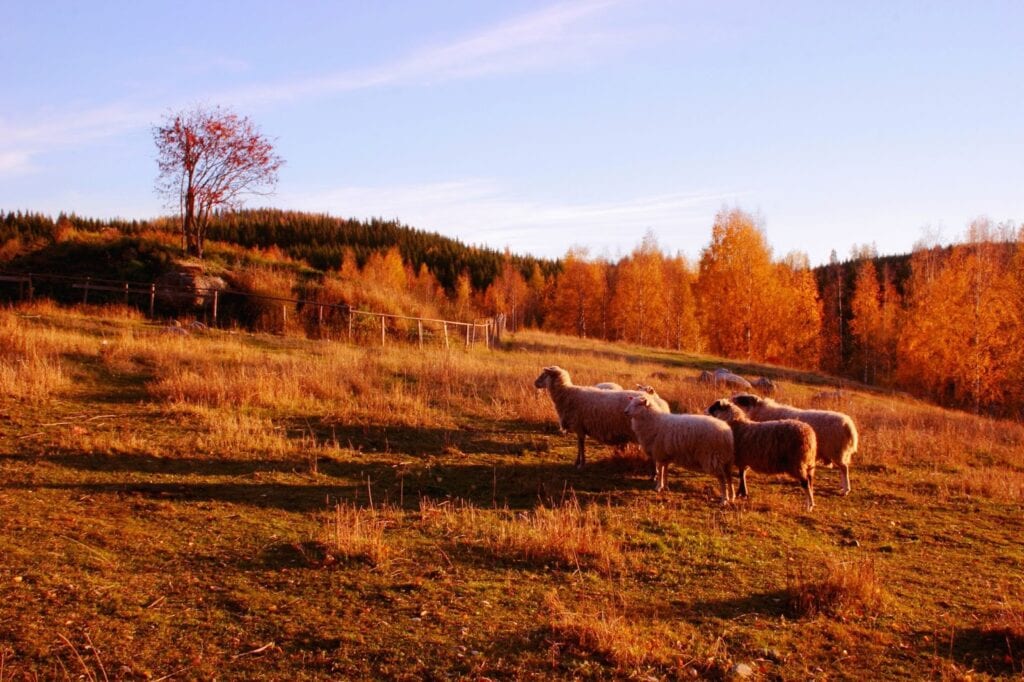 nature Lieksa