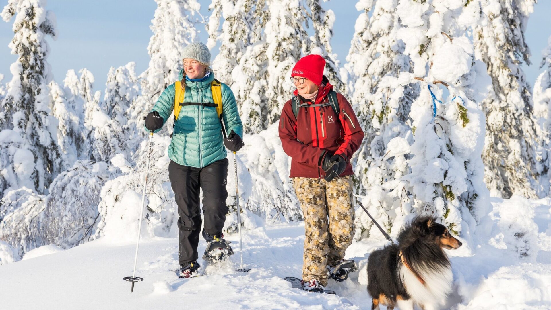 Lumikenkäilijät metsässä